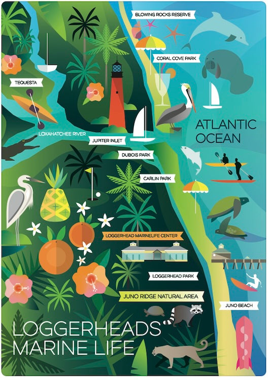 Loggerheads Marine Life Postcard