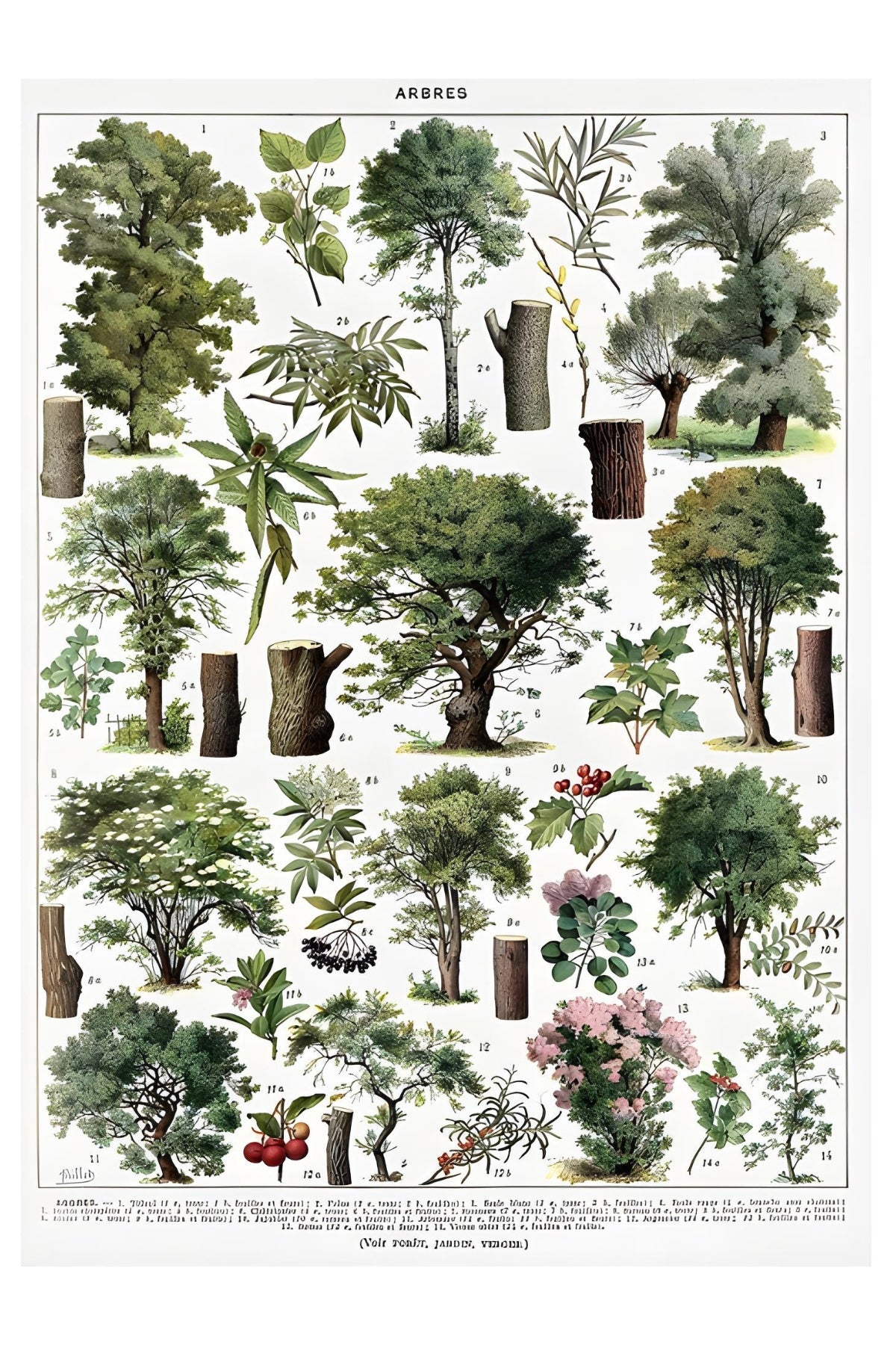 Arbres Postkarte