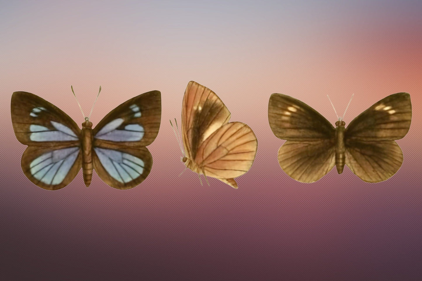 Moths Postal Card