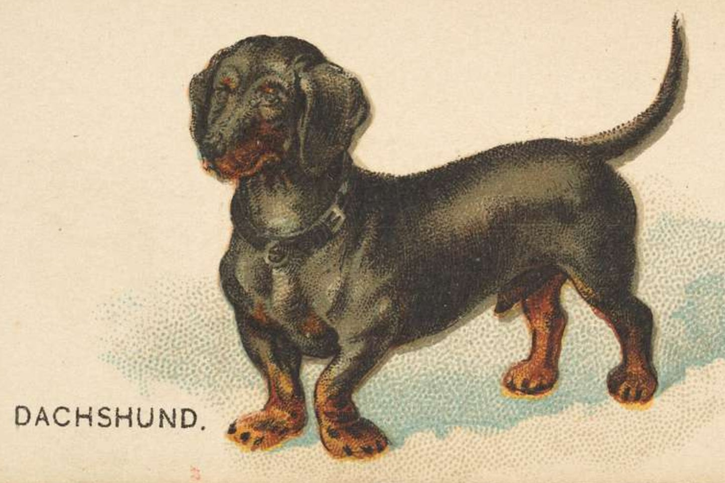 Dachshund Postal Card