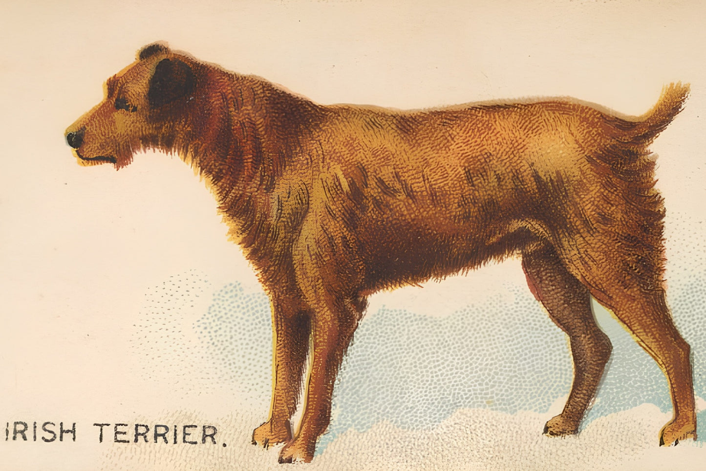 Irish Terrier Postal Card