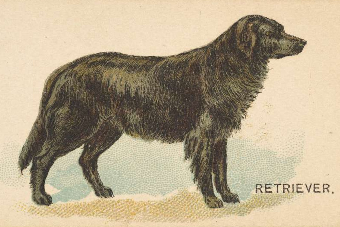 Retriever Postal Card