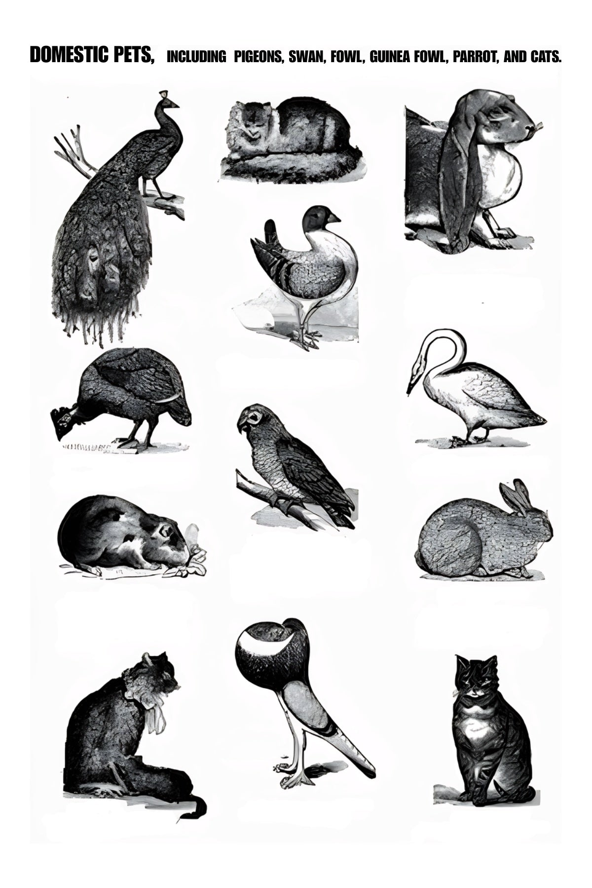 Domestic Pets Postal Card