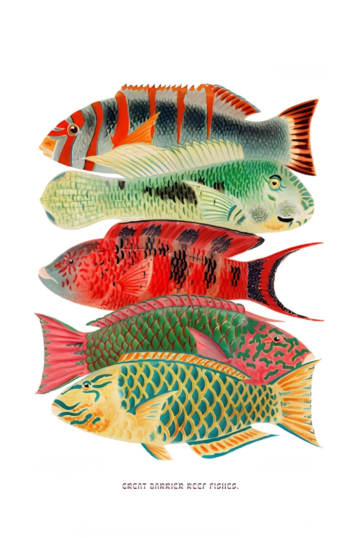 Three Colourful Fishes Postal Card