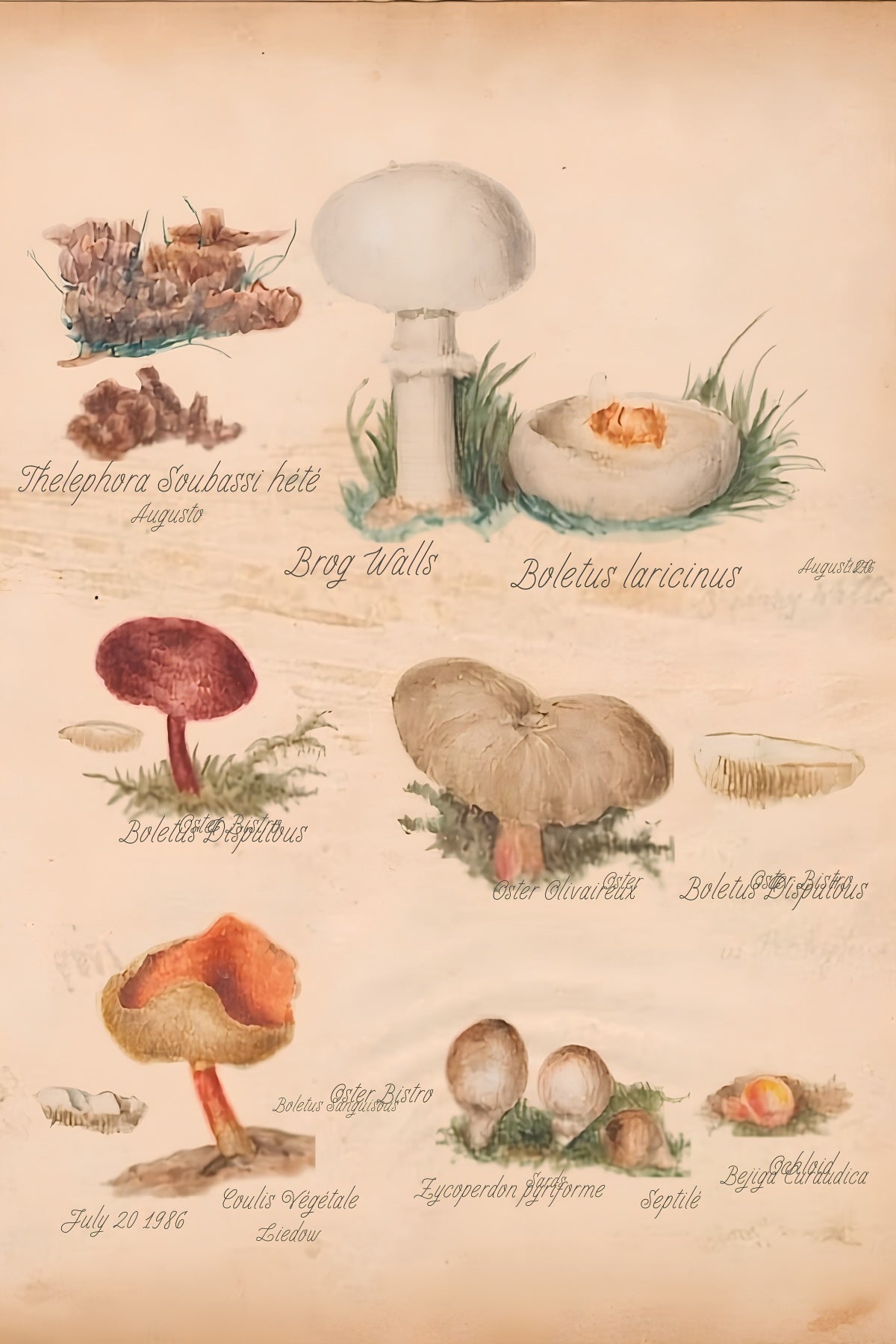 Mushrooms Postal Card