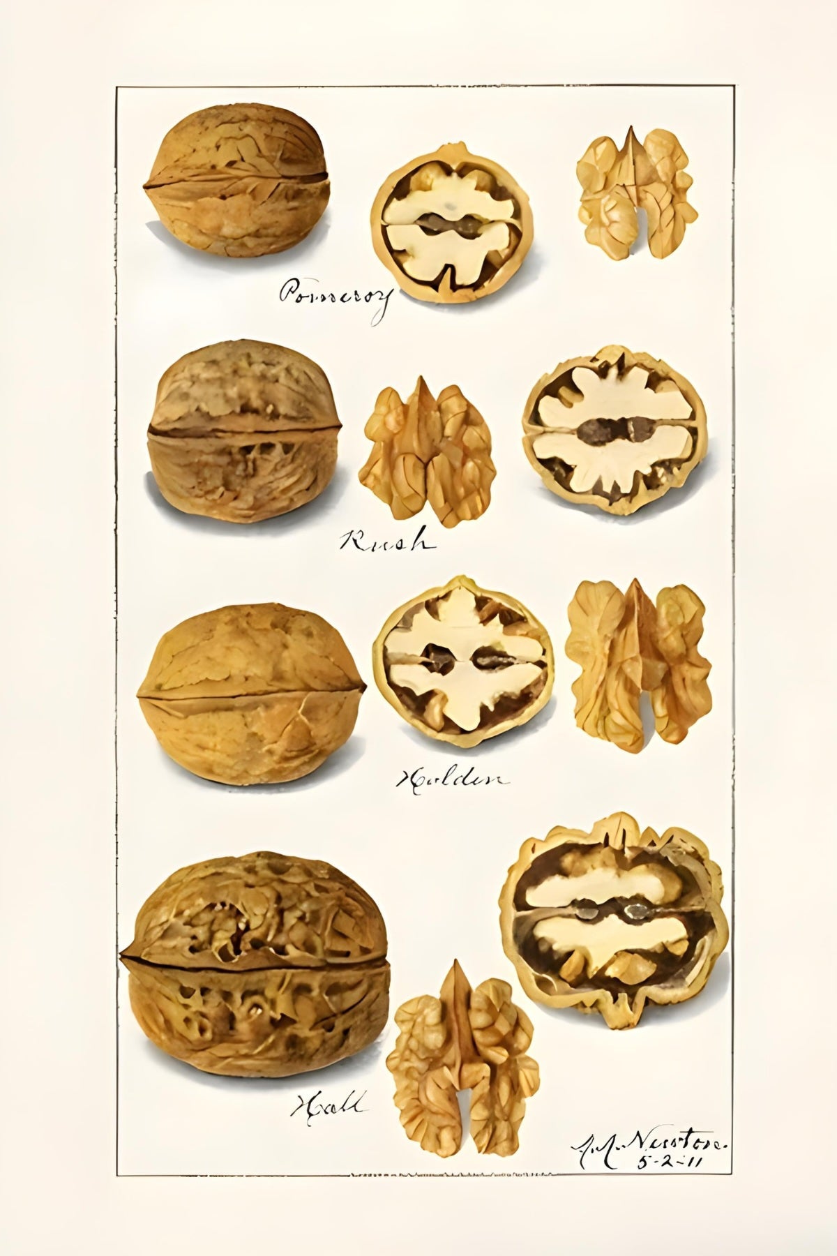Walnuts Postal Card