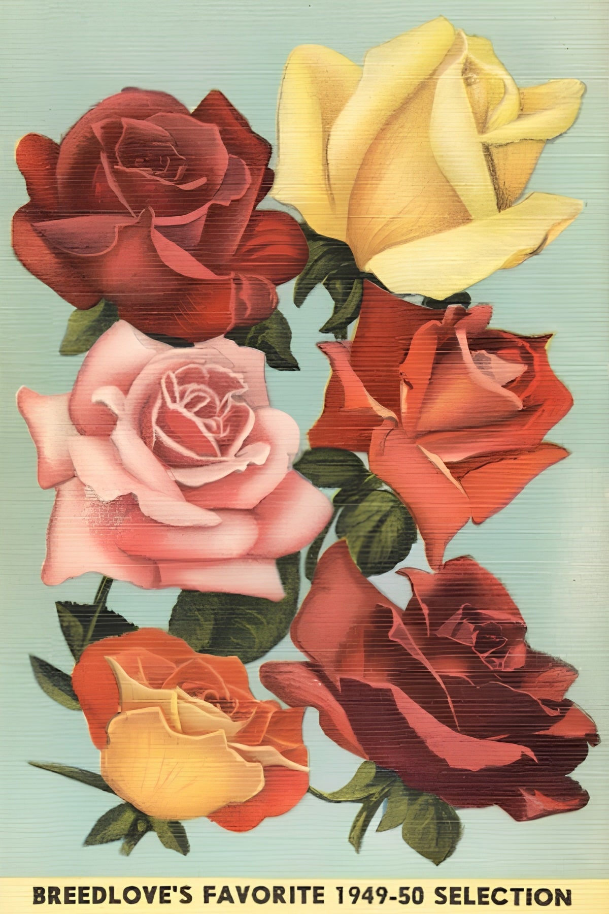 Breedlove Roses Postal Card