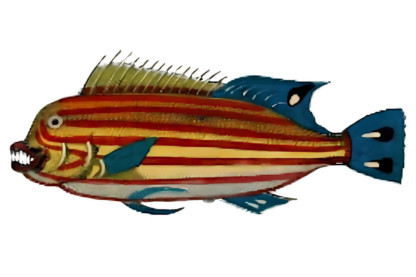 Big Colourful Fish Postal Card
