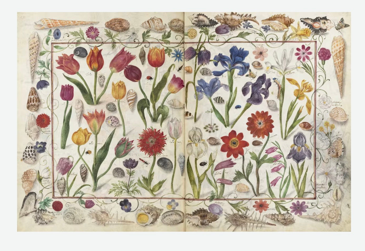 Bibliotheque Postal Card