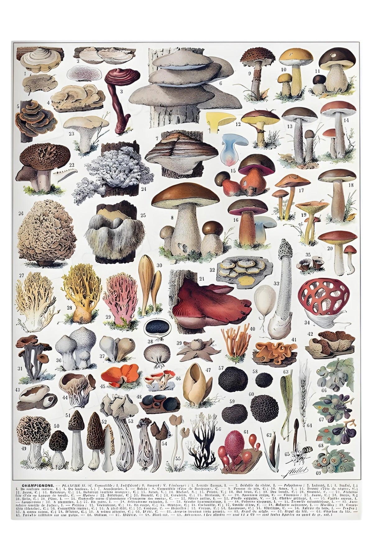 Champignons Postkarte