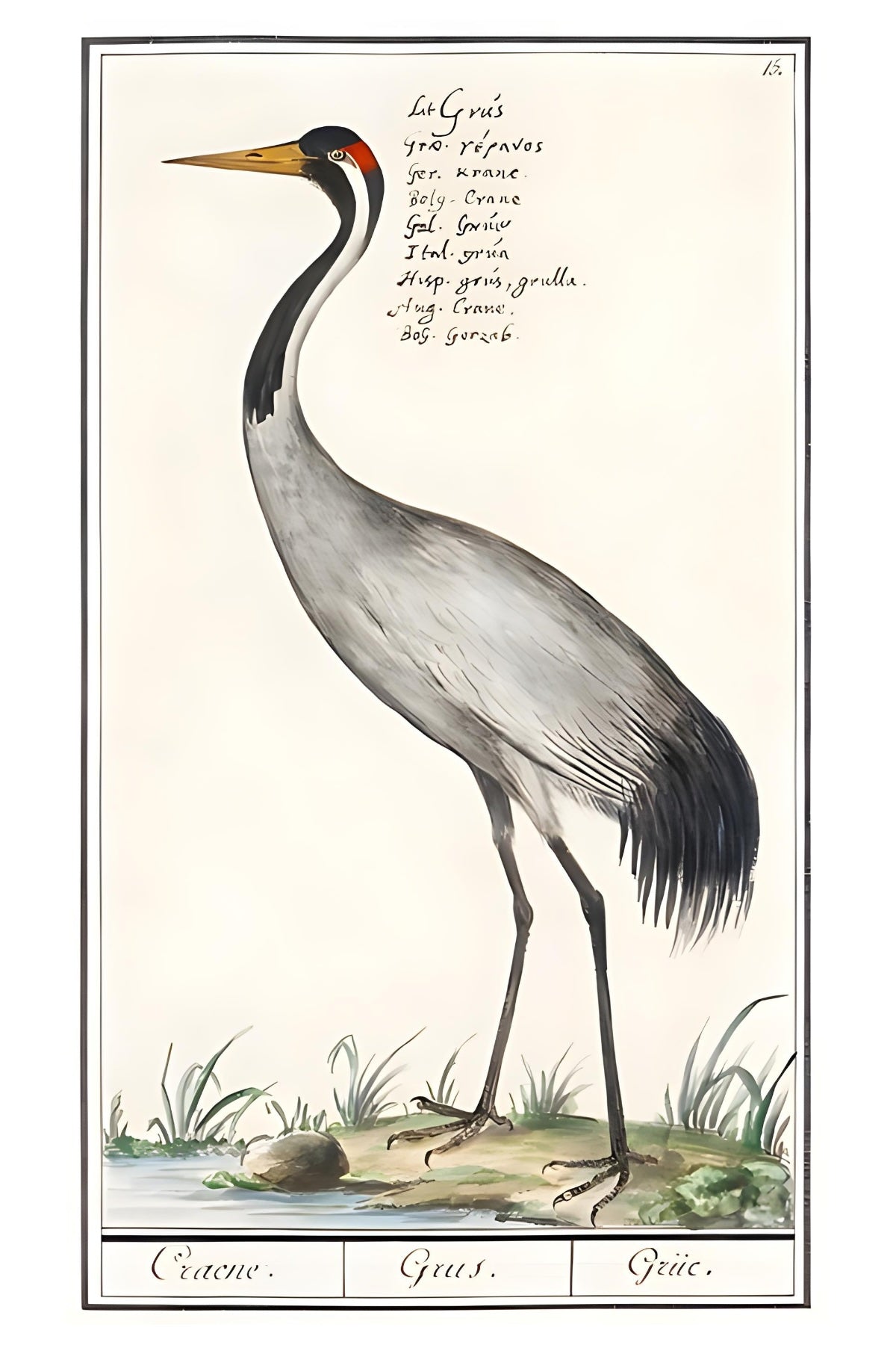 Crane Postal Card