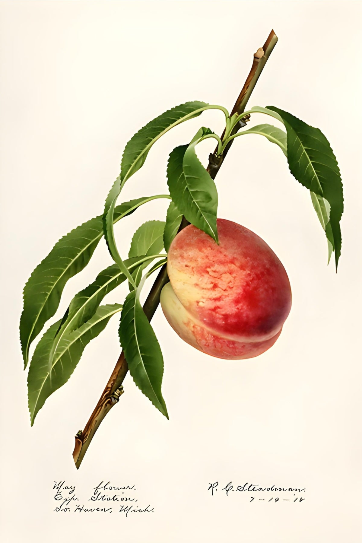 Peach Postal Card
