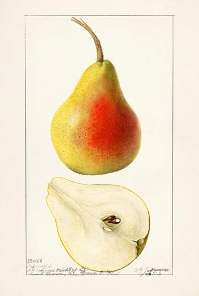 Pear Postal Card