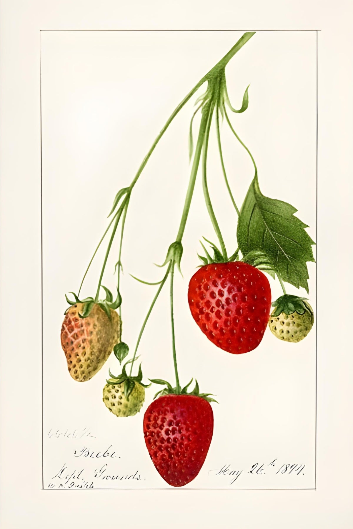 Erdbeeren Postkarte