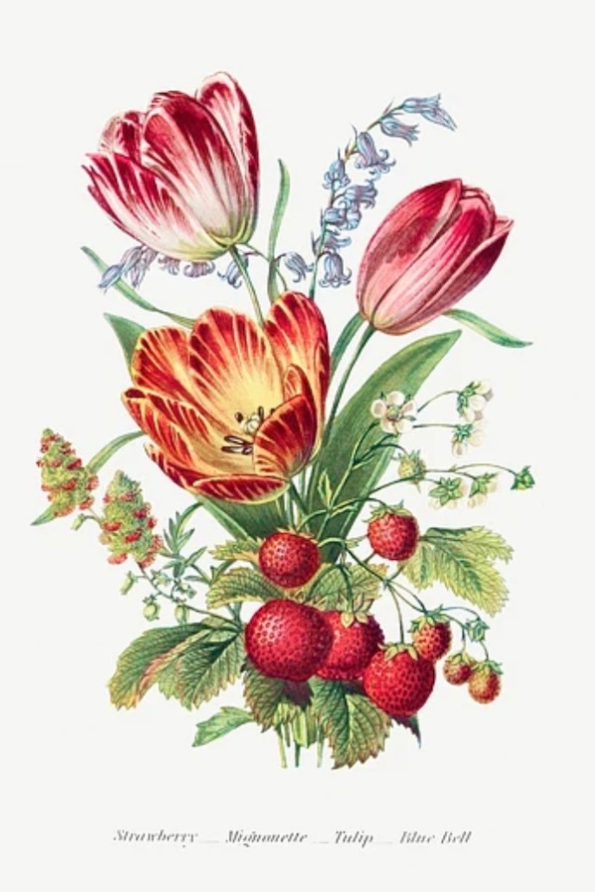 Erdbeer-Tulpe-Postkarte