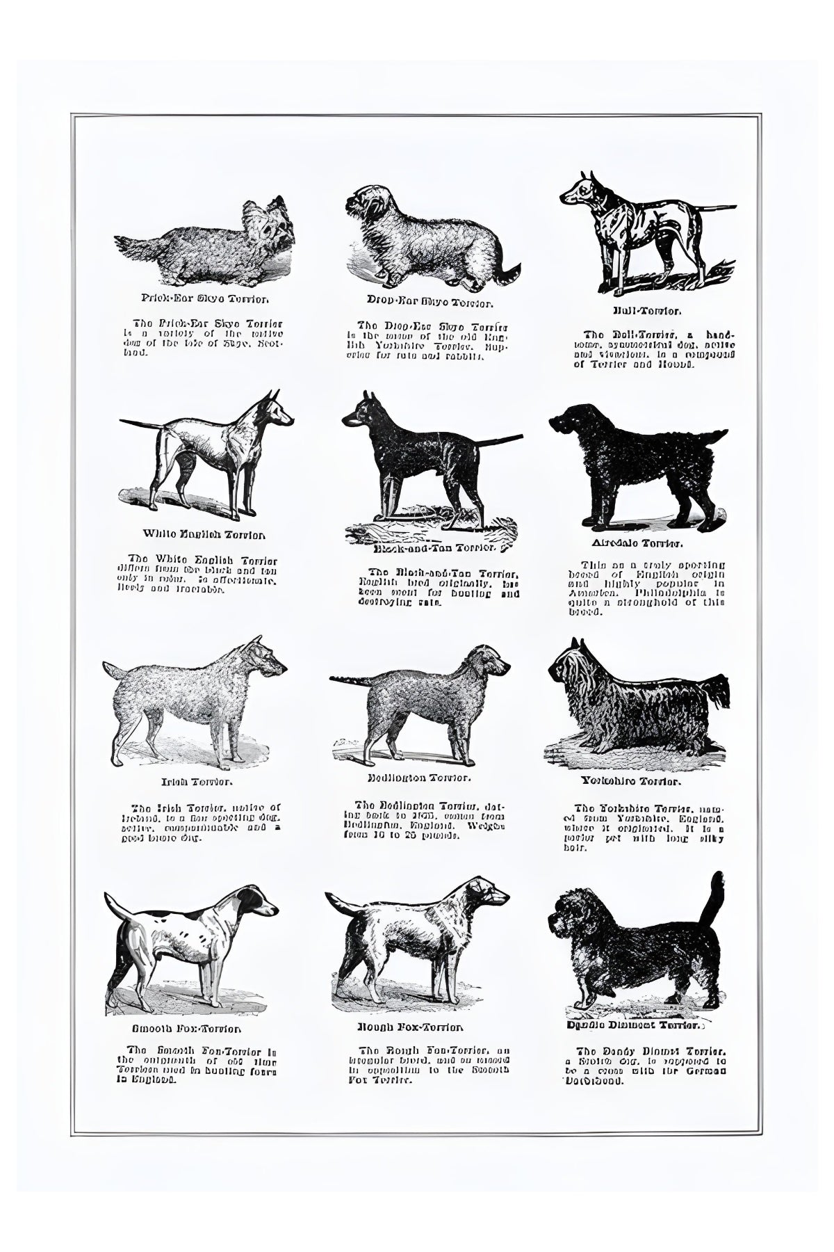 Hunde auf dem Display Postkarte