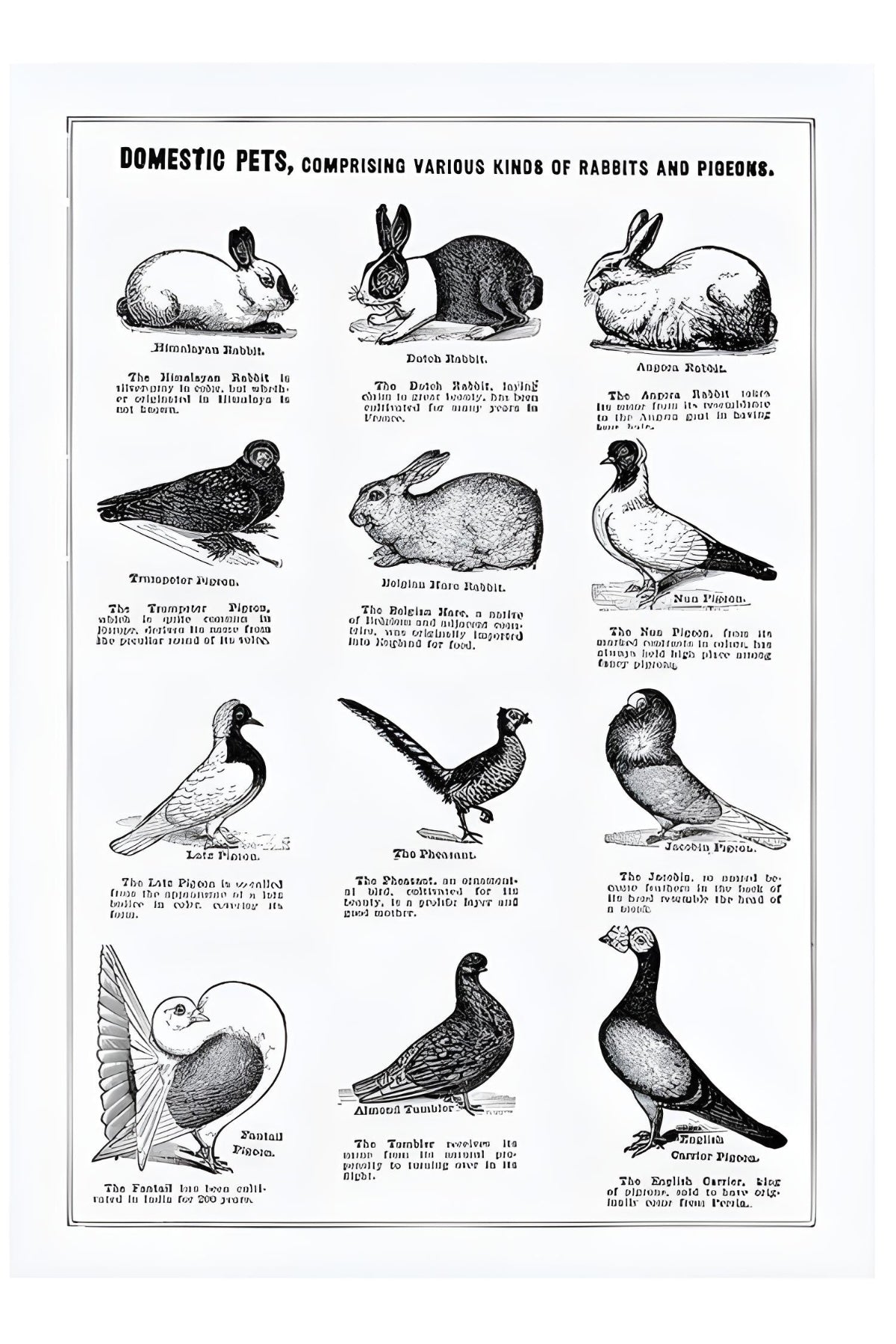 Domestic Pets Postal Card