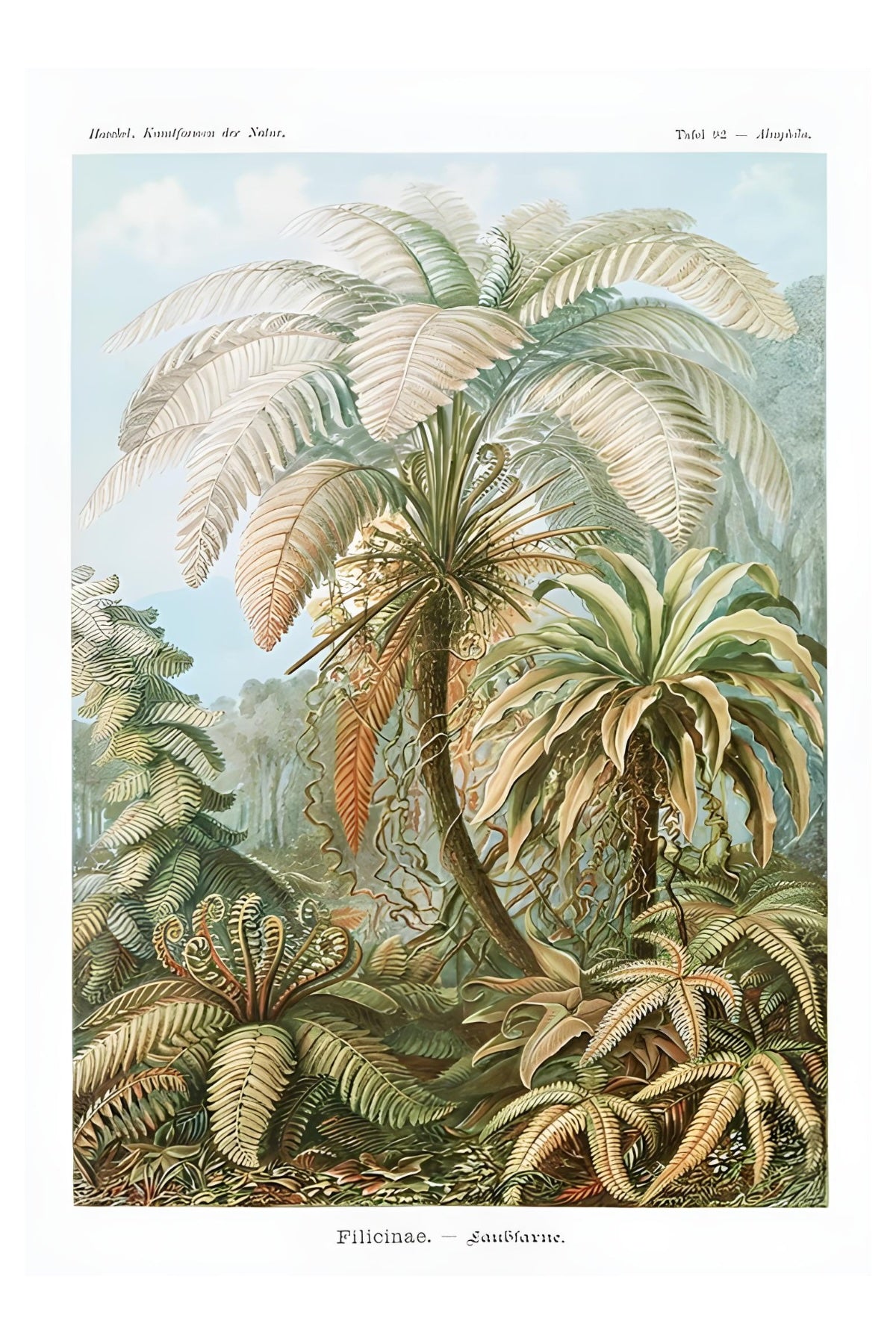 Filicinae Postal Card