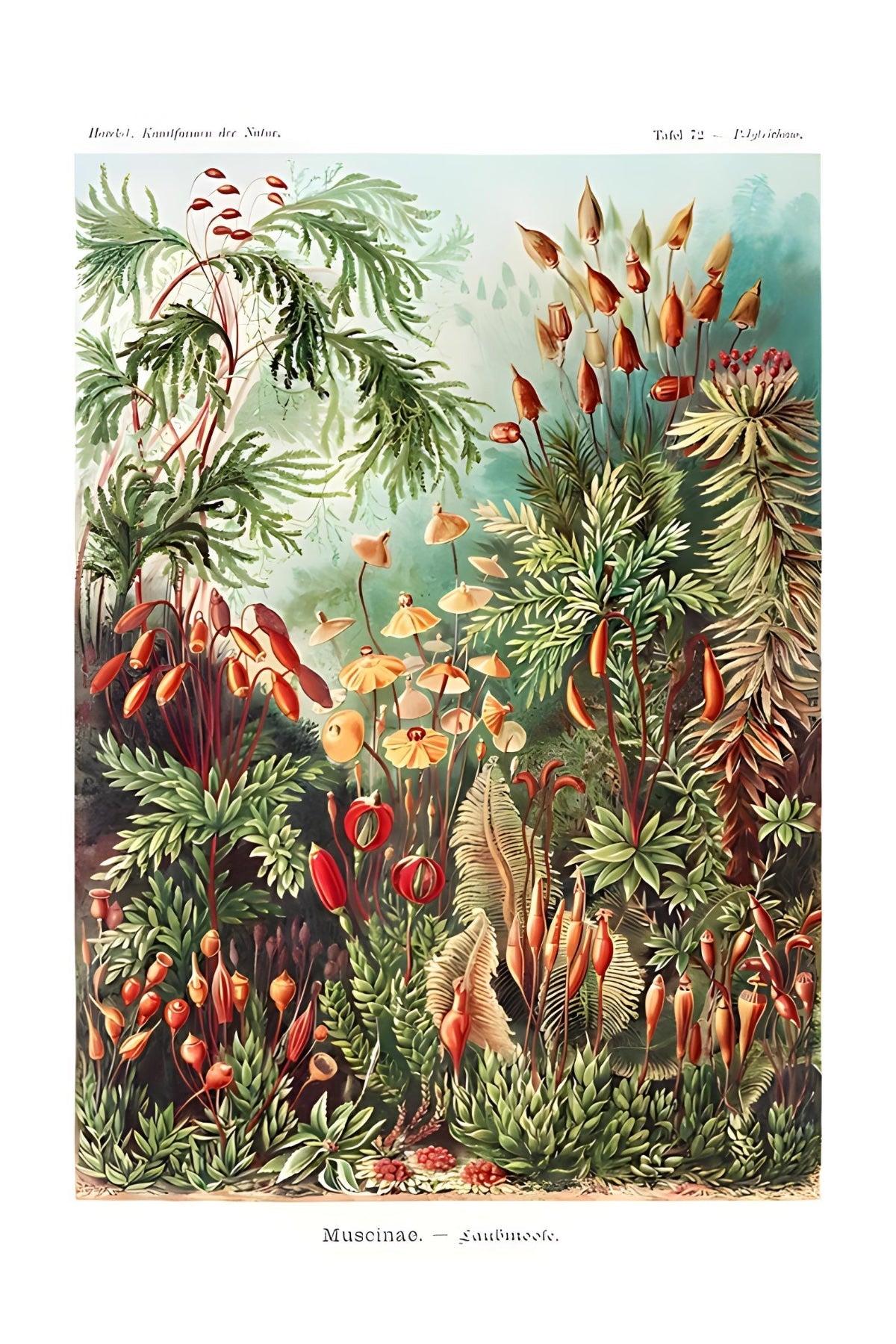 Muscinae Postal Card