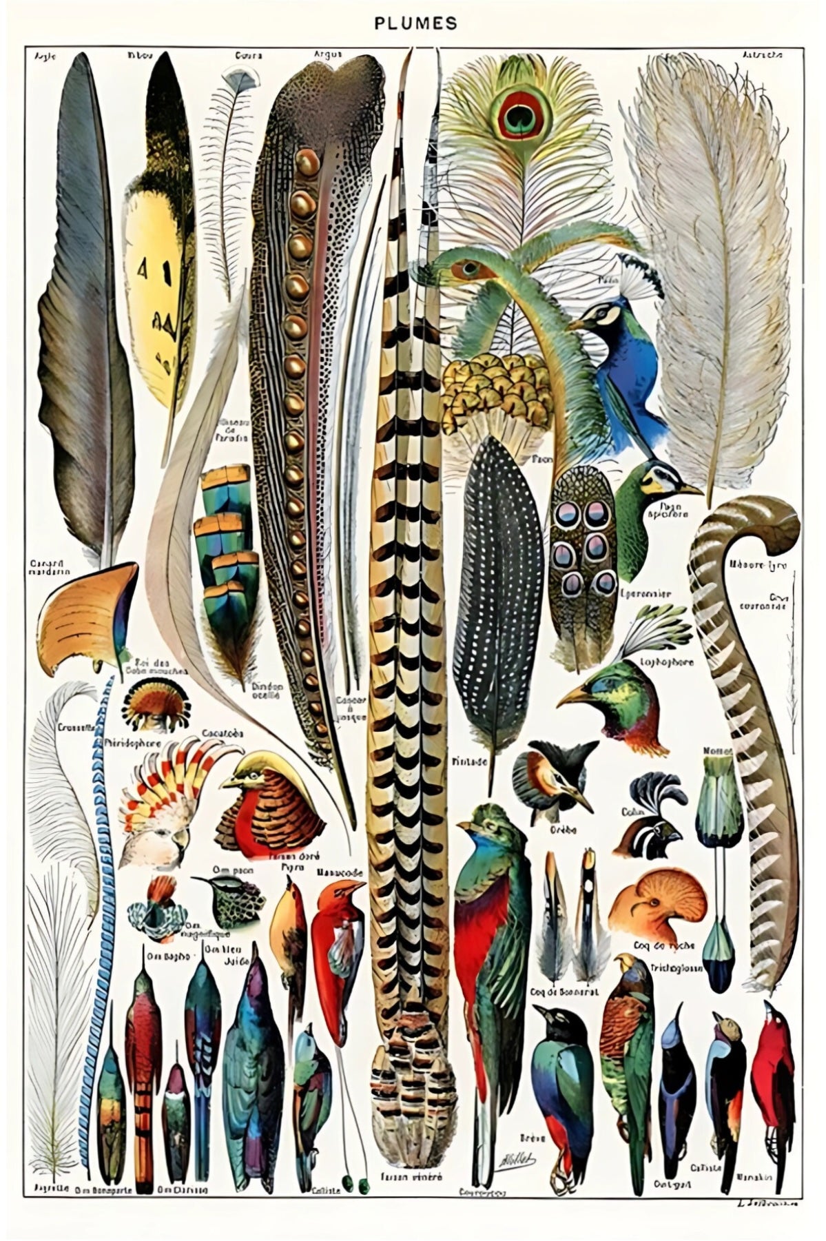 Feathers Postal Card