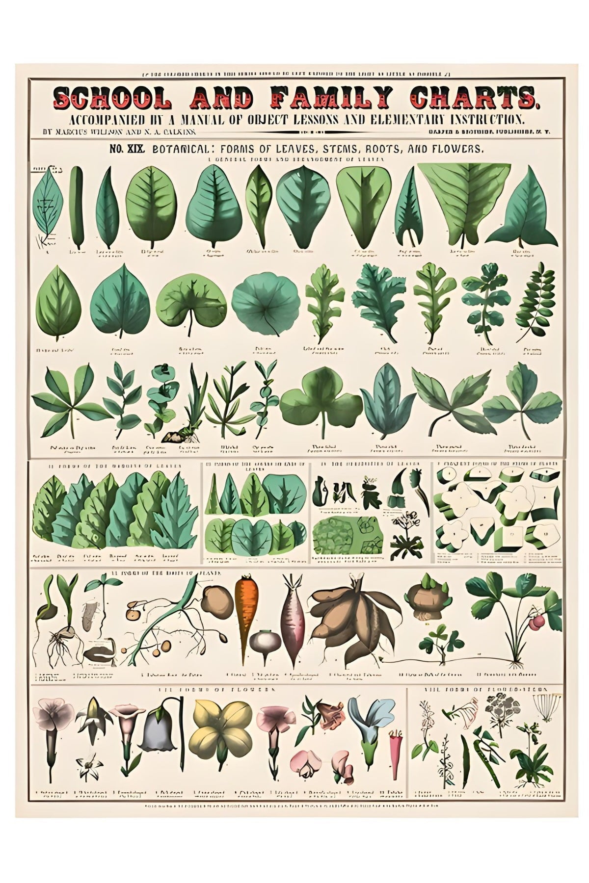 School and Family Chart 2 Postal card