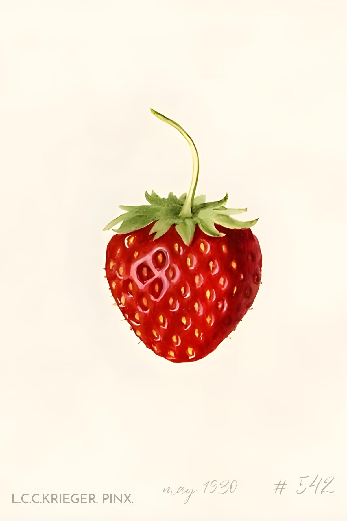 Strawberry Postal Card