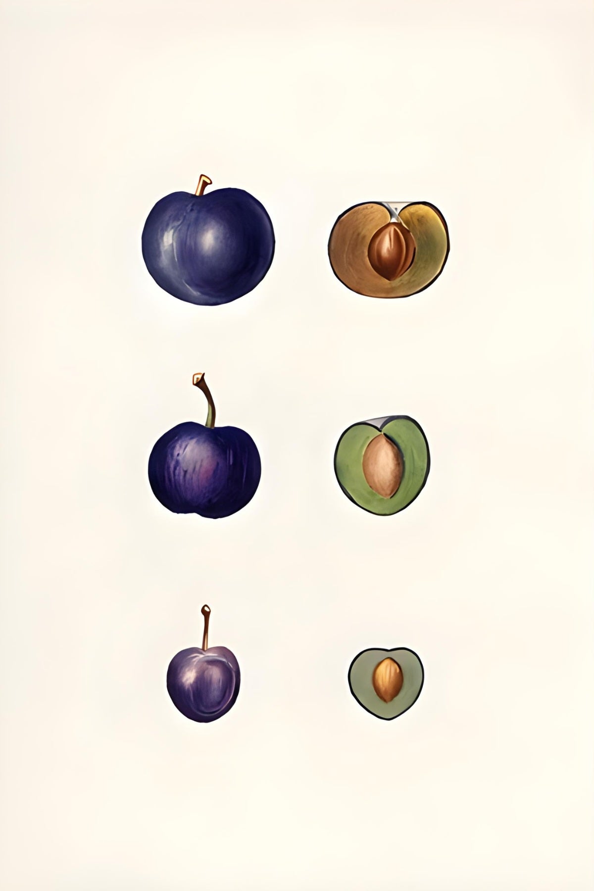 Stone Fruits Postal Card