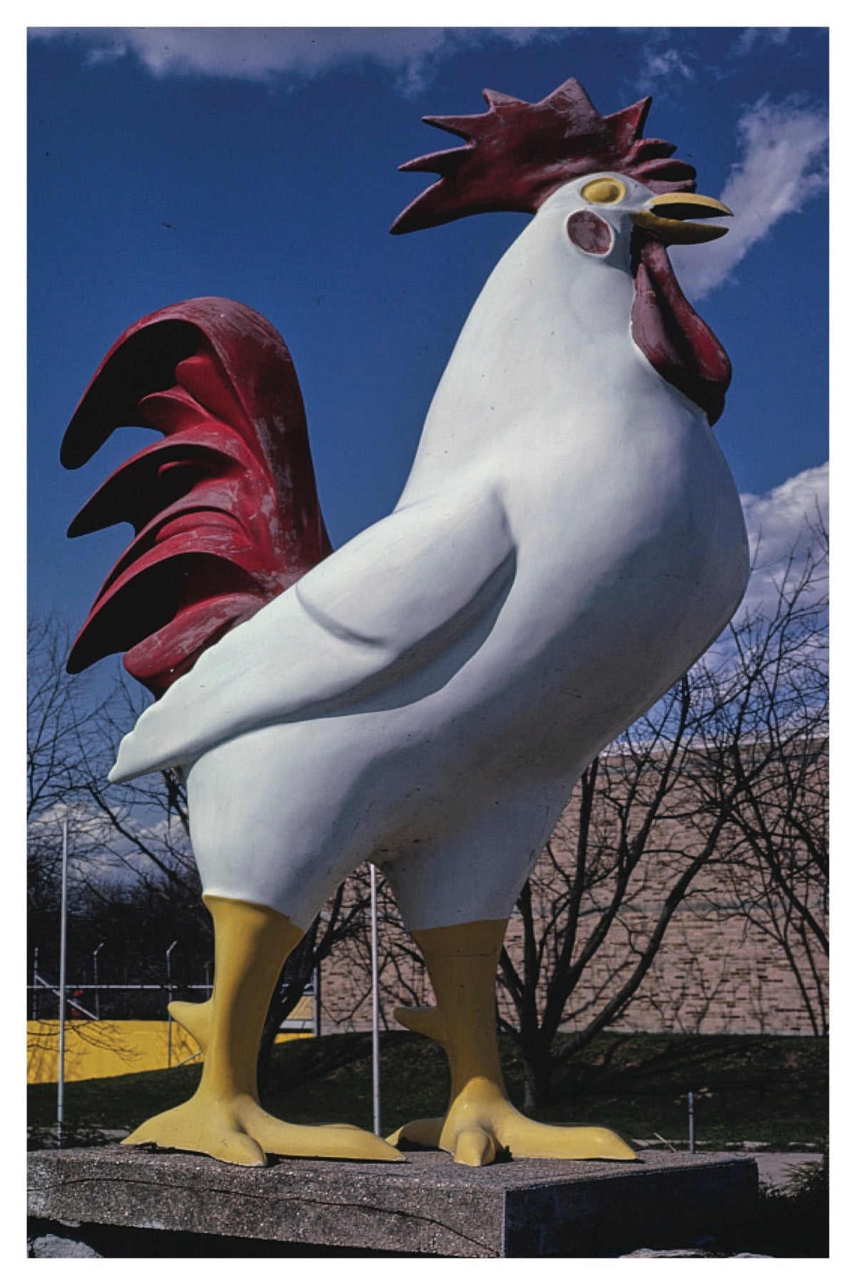 The Chicken That Crossed The Road Postal Card
