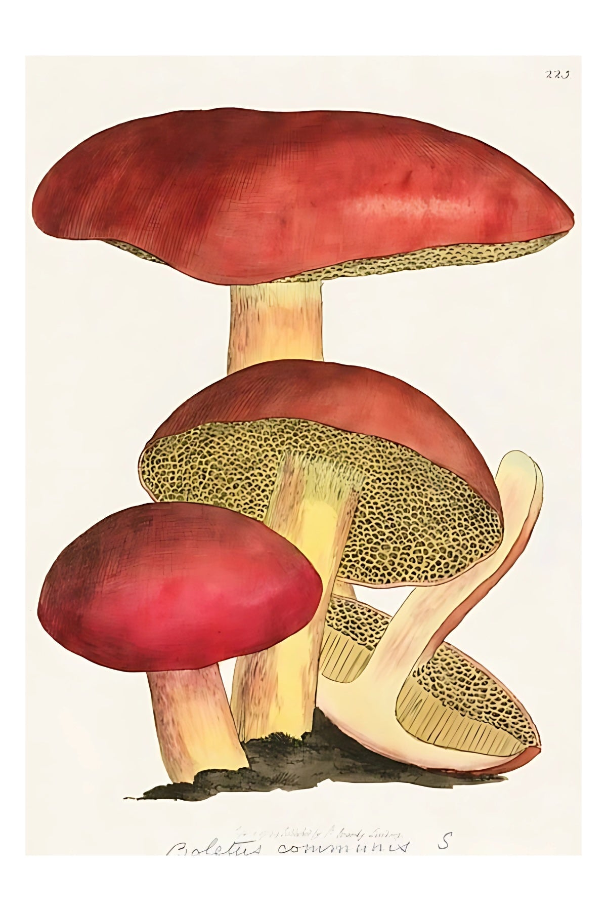 Mushrooms Postal Card