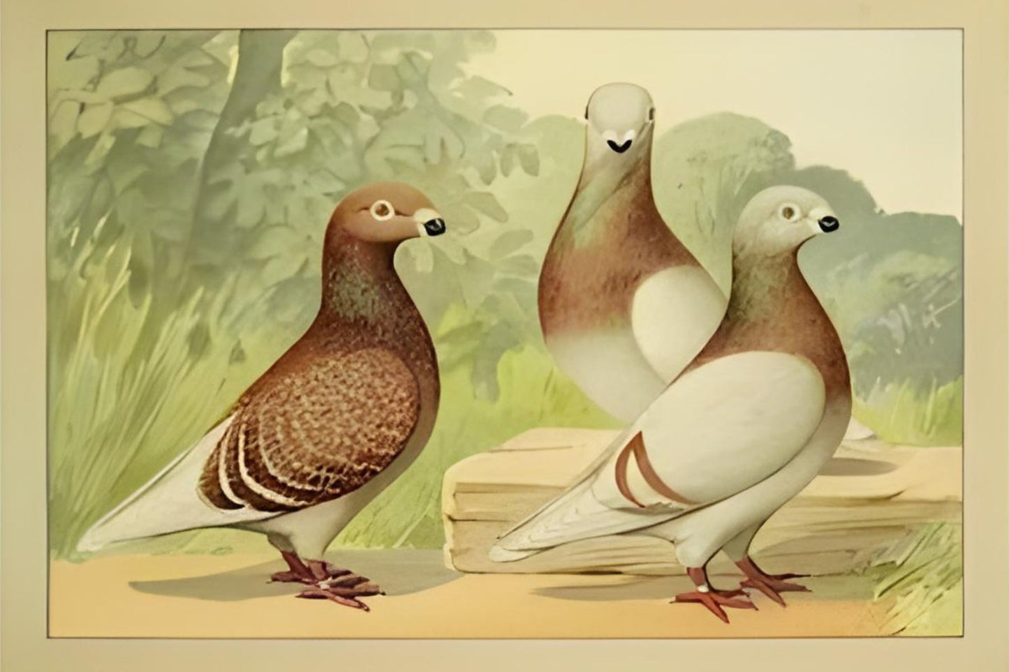 Partridge Postal Card