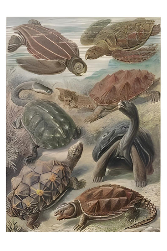 Tortoises & Turtles Postal Card