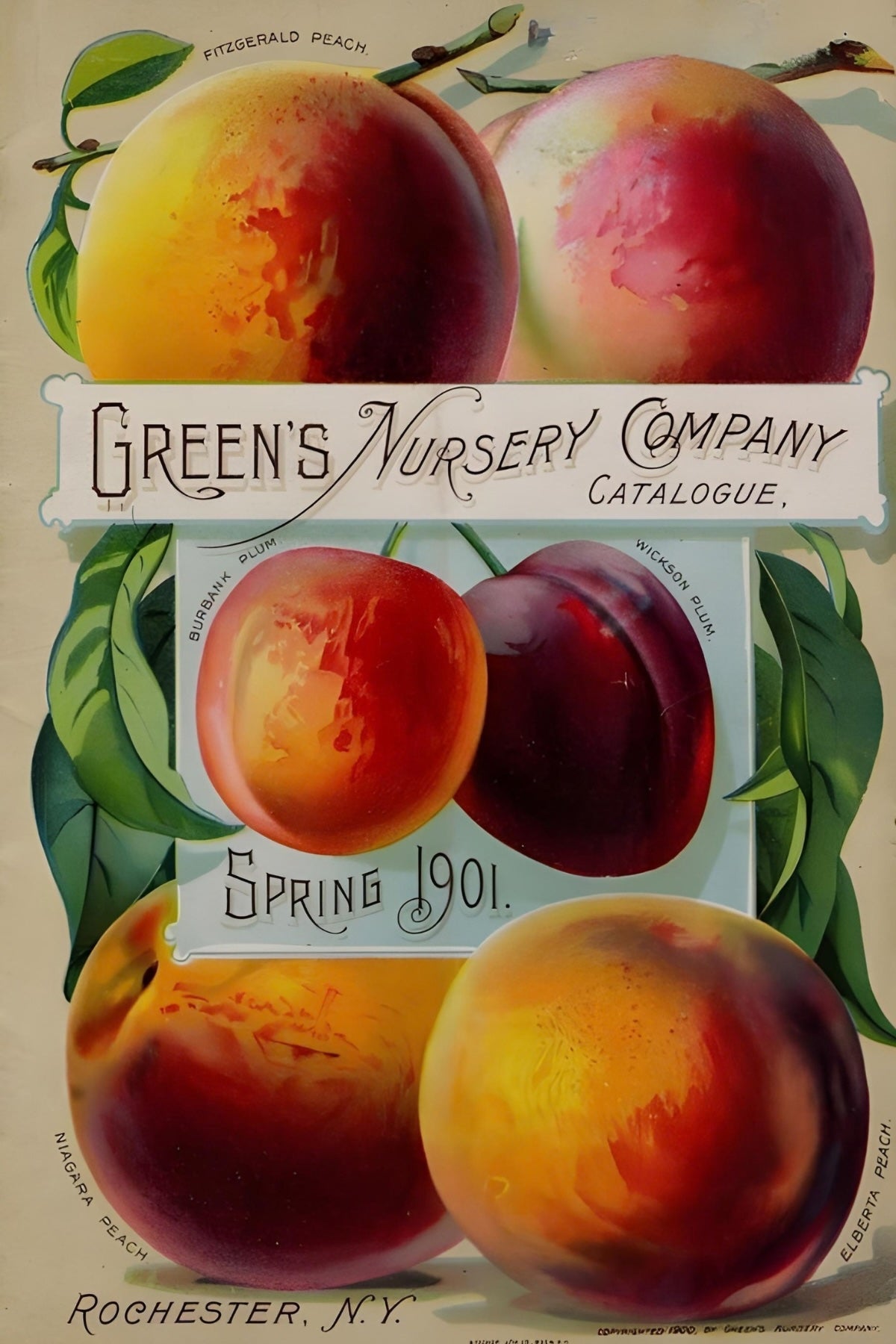 Green's Nursery Company Postal Card