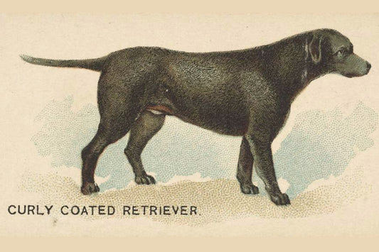 Curly Coated Retriever Postal Card