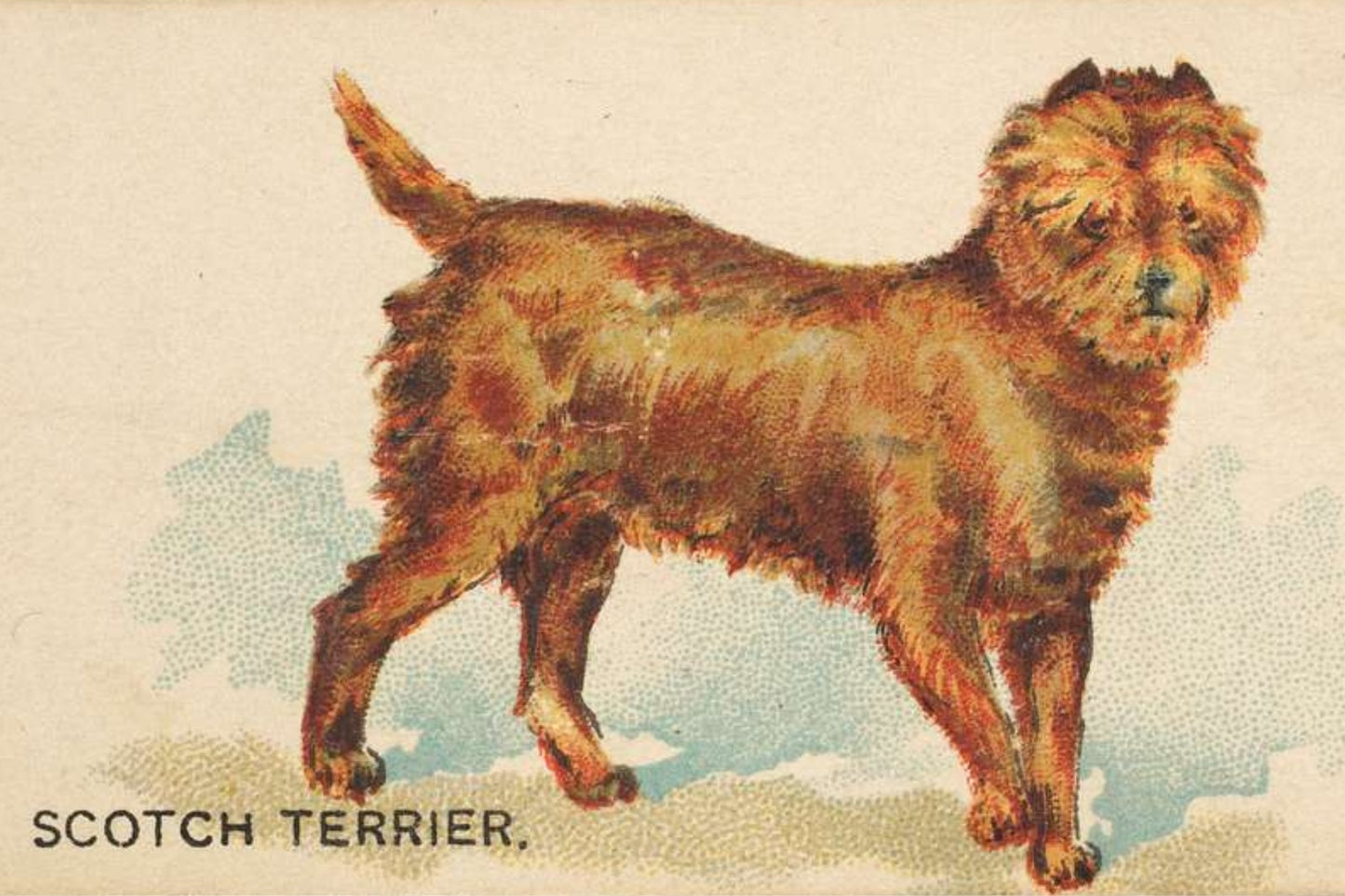 Scotch Terrier Postal Card