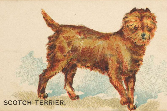 Scotch Terrier Postal Card