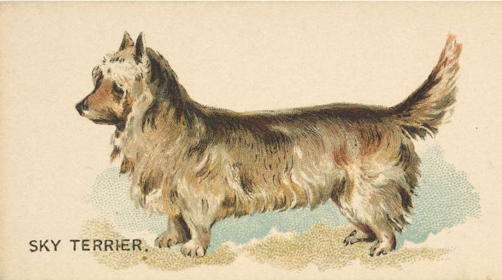 Sky Terrier Postal Card