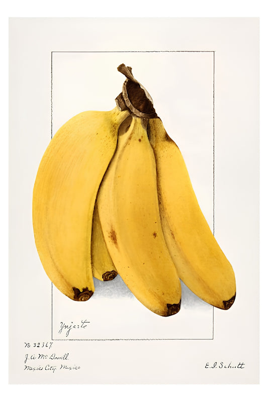 Bananas Postal Card