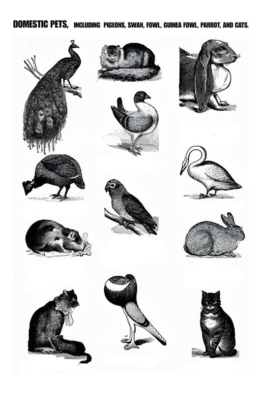 Domestic Pets Postal Card