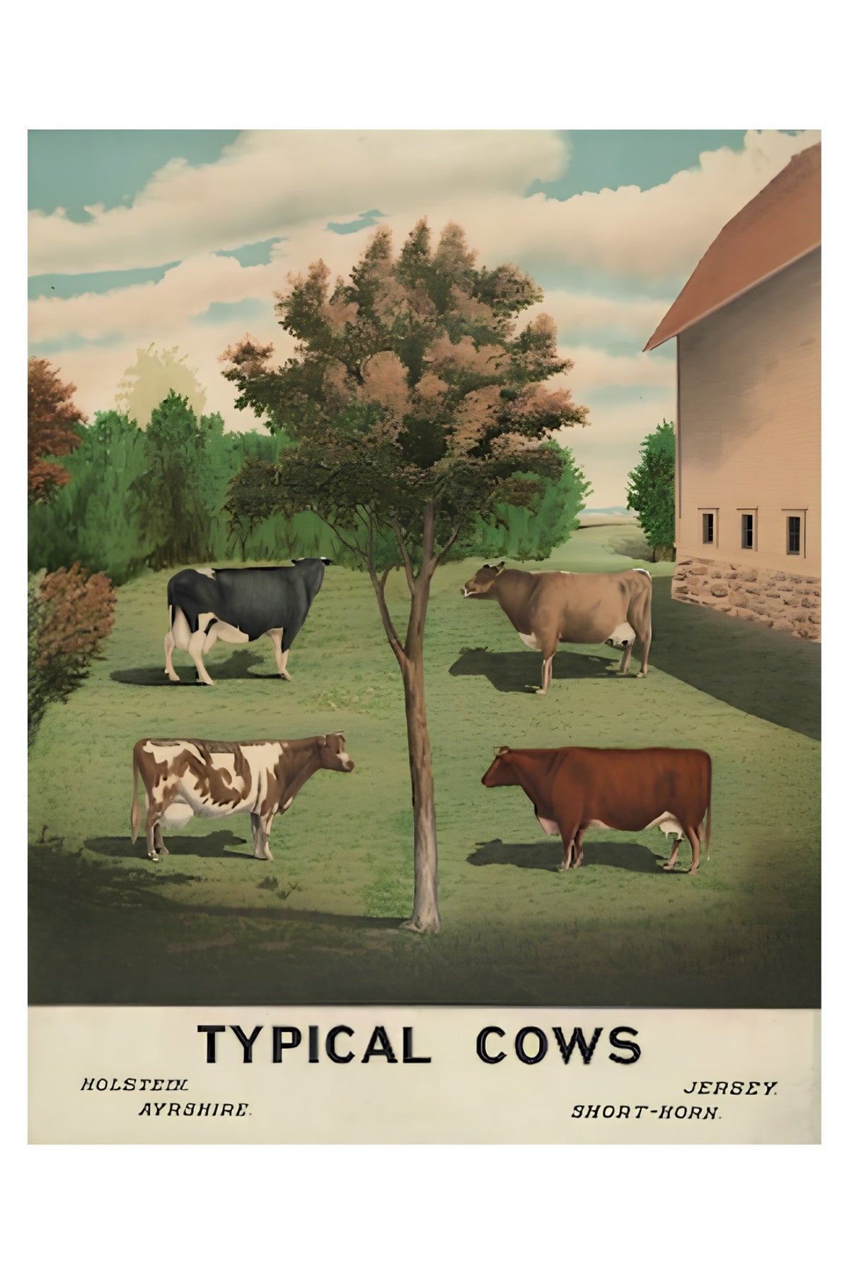 Typical Cows Postal Card