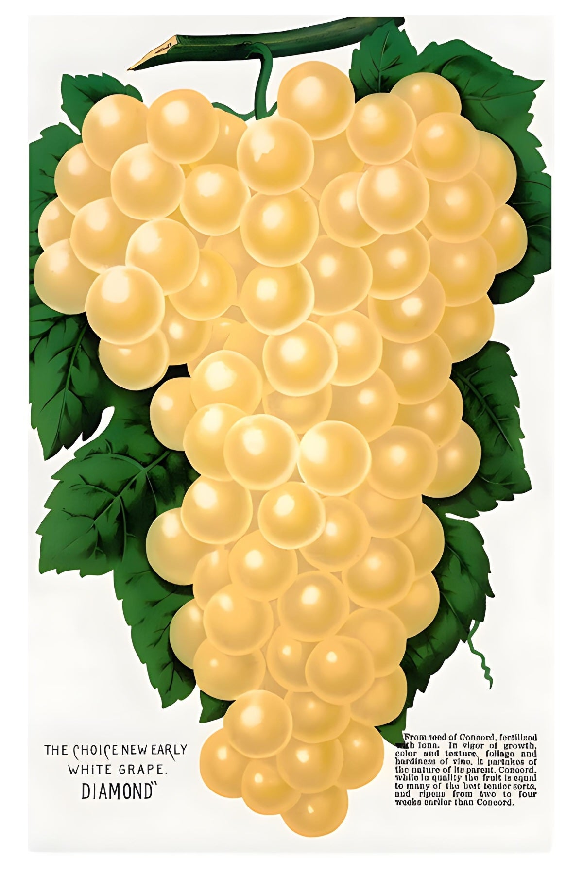 Bunch O' Grapes Postal Card