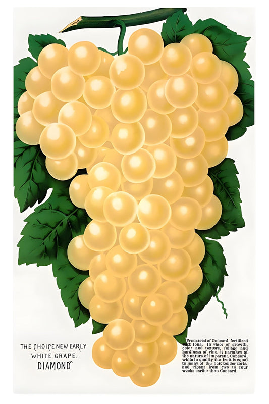 Bunch O' Grapes Postal Card