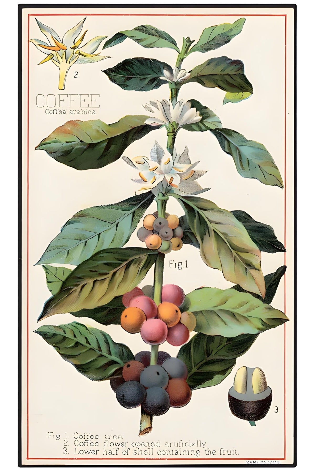 Coffee Tree Postal Card
