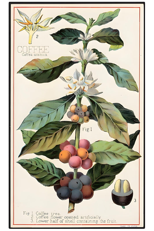 Coffee Tree Postal Card