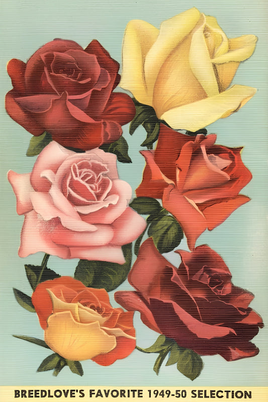 Breedlove Roses Postal Card