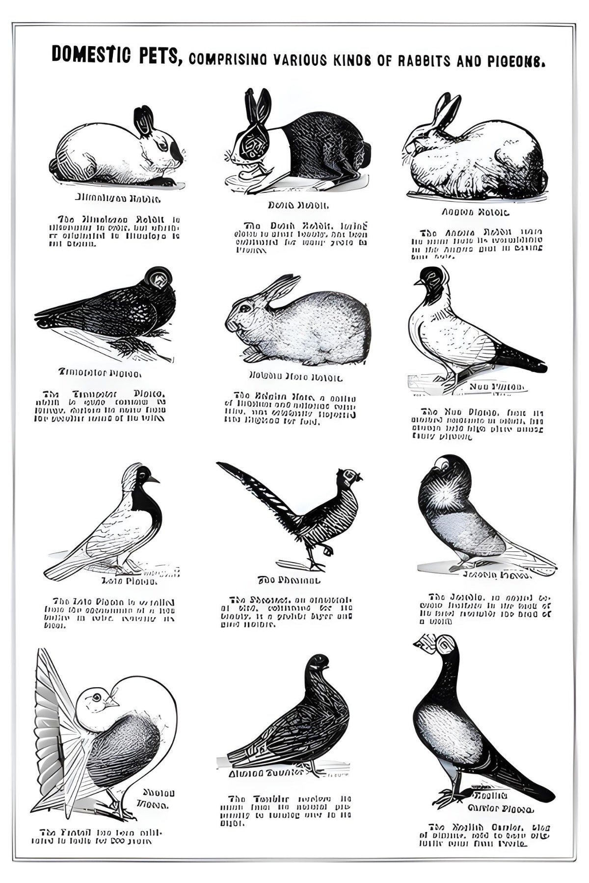 Domestic Pets Postal Card