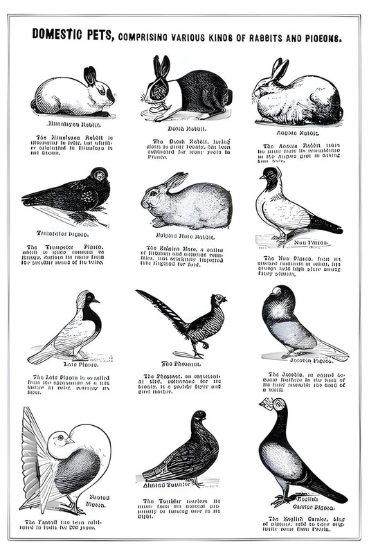 Domestic Pets Postal Card