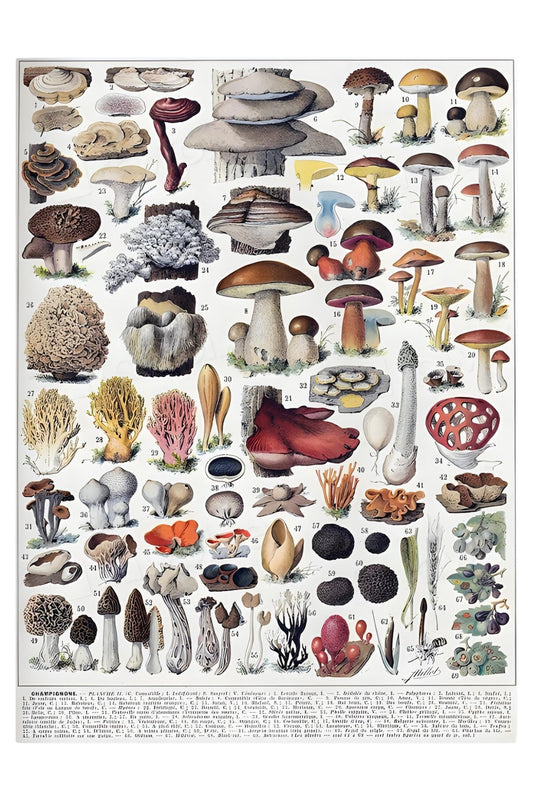 Champignons Postal Card