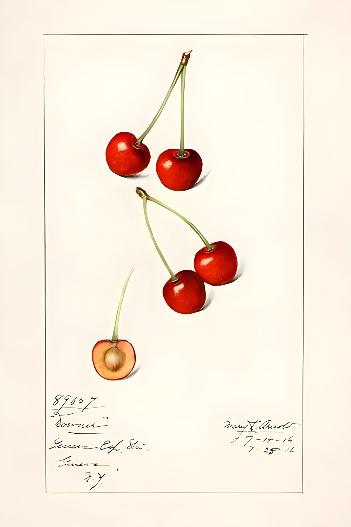 Cherries & Cherries Postal Card