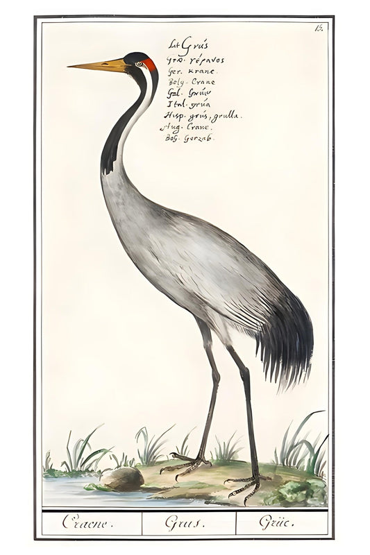 Crane Postal Card