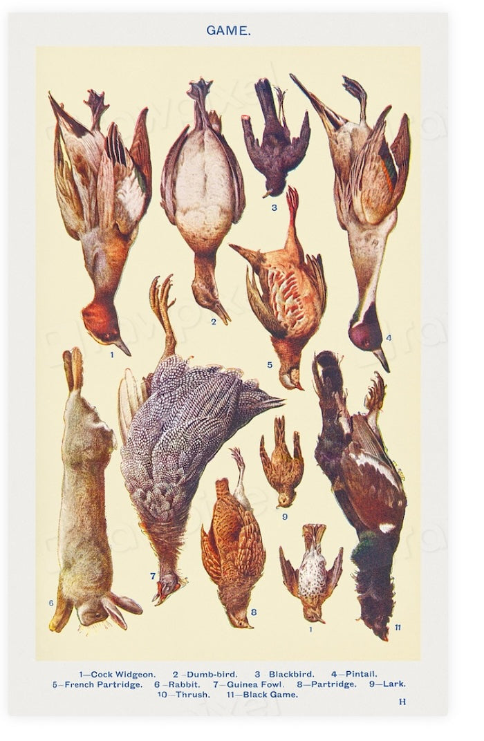 Game Birds Postal Card